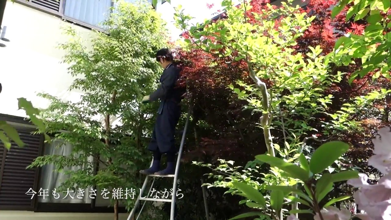 川崎市麻生区王禅寺 庭木のお手入れ ヒメシャラ雑木剪定 Youtube