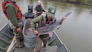 Paddlefish Netting and Tagging