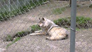 Wolves Howling at Northern Lights Wolf Center