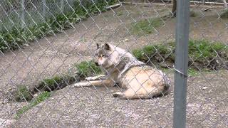 Wolves Howling At Northern Lights Wolf Center