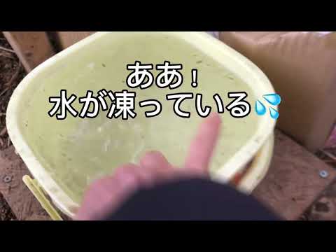 氷点下の烏骨鶏たち