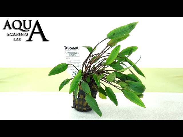 Watch Aquascaping Lab - CRYPTOCORYNE Aquatic Plant technical description and management (all varieties) on YouTube.