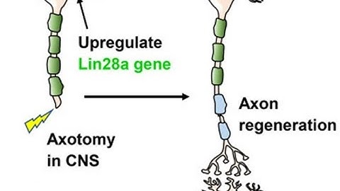 Neuroregeneration in the peripheral and central nervous system