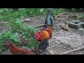 HAWAII  OAHU ISLAND  WILD CHICKENS  KAHAULOA COVE Дикие куры и шторм в бухте Кахаулоа Фильм 5