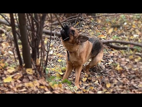 DOG VS TREE BRANCH (Stubborn Dogs Hilariously Caught on Camera)