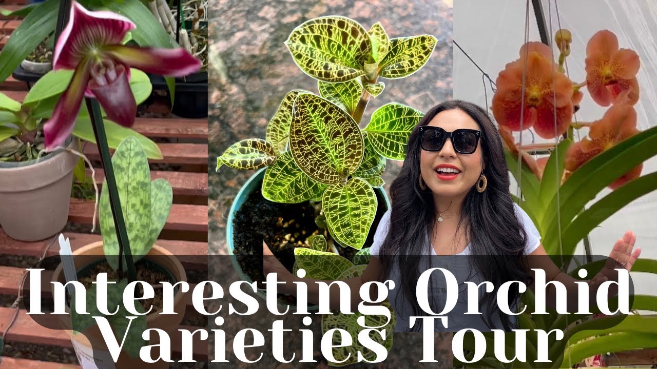 ORCHID VARIETIES TOUR  WITH NAMES/ RARE AND INTERESTING ORCHIDS / PLANT TOUR / NURSERY TOUR
