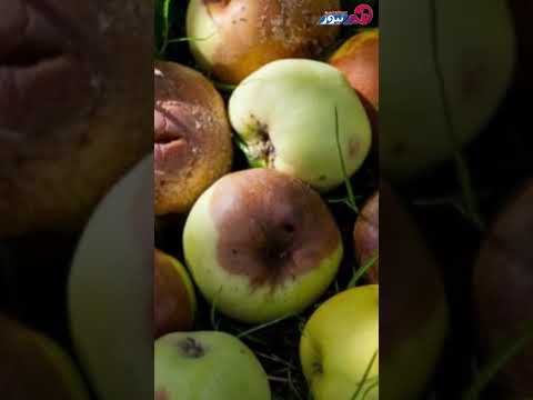 تفسير حلم أكل التفاح الفاسد تحذير من مشاكل مع زوجك