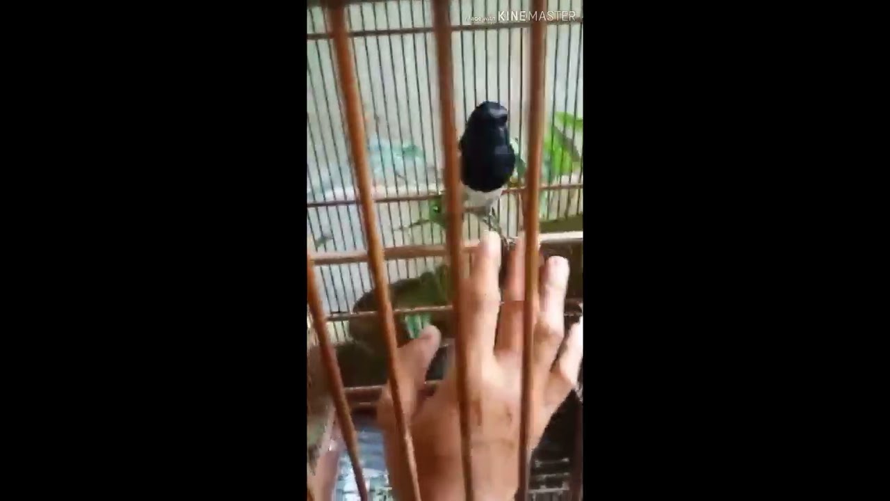 Burung Skoci 