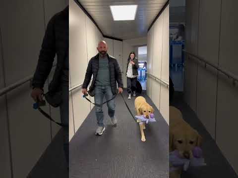 Traveling with a service dog.