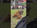 harimau sakit jaranan kpl #mberot #bantengan #barongan #jaranan