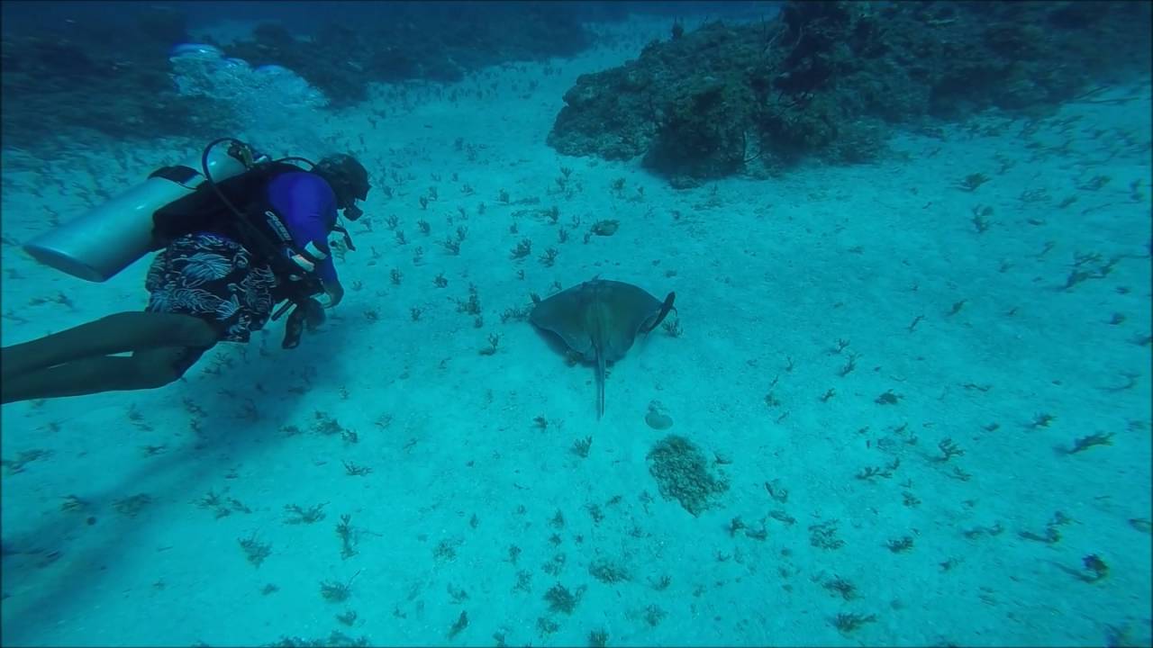 Diving Cape Eleuthera Miller's Dive Shop YouTube