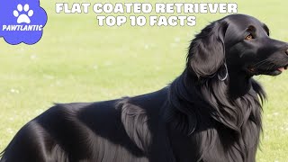 FlatCoated Retriever  Top 10 Facts | Dog Facts