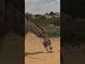 donkey new video