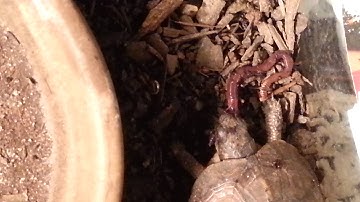Turtles eating worms