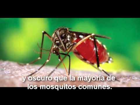Dengue: Saber para prevenir