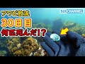 放流から1ヶ月!死んだアワビ殻を集めたら意外な事実が見えてきた!?【30日後】