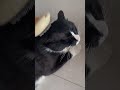 #cutecatoftiktok #cutekitten #cutepetsoftiktok #foryou #cat... #Shorts #catonline520