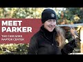 Meet Parker, a Beautiful American Kestrel at the Cascades Raptor Center