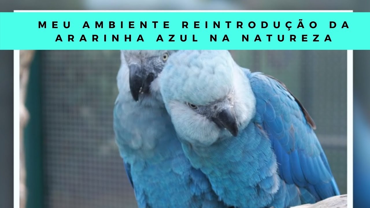 Que Fatos Anteriores Propiciaram A Filmagem Da Ararinha