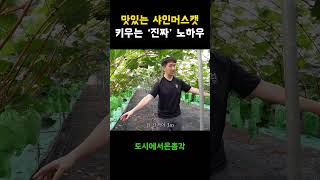 샤인머스켓 잘 키우는 노하우
