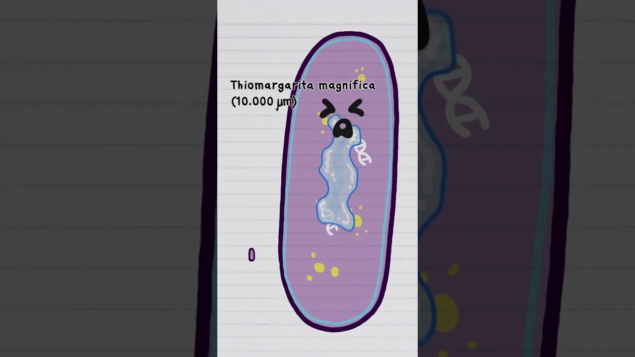 Самая большая бактерия в 5000 раз больше E.coli!