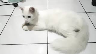 White Cat - Like A Nobiko Longcat, New Generation