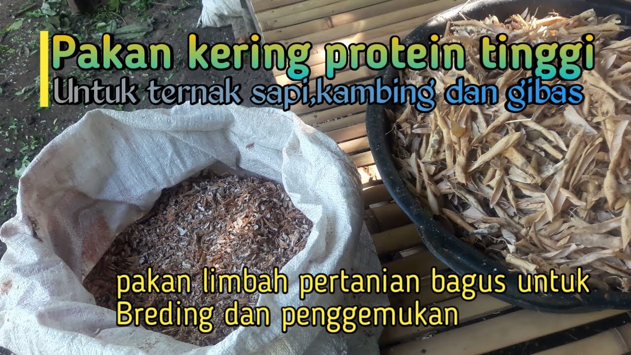 Pakan kering protein tinggi untuk breding dan penggemukan kambing/gibas