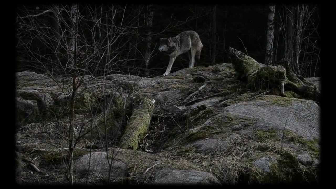 Wolf 2013 in "Nordens Ark" Sweden
