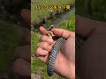 【ヤマカガシ】日本最強の猛毒ヘビを美味しくいただきました #焼き肉