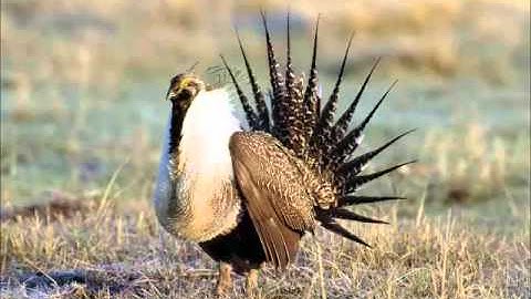 EOARC Ag Minutes: Chad Boyd-Sage Grouse Management