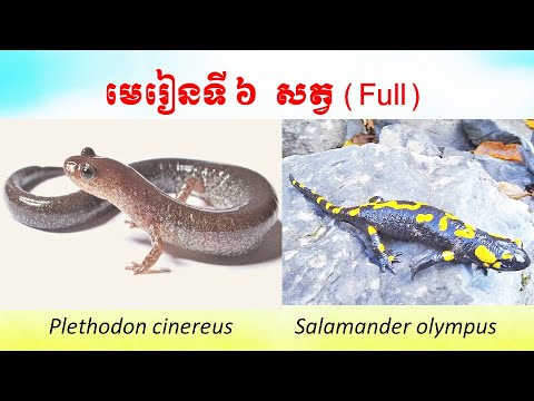 មេរៀនទី ៦ : សត្វ ​ជីវវិទ្យា ថ្នាក់ទី ១០ - Lesson 6 : Animal - Rean Khmer Biology grade 10