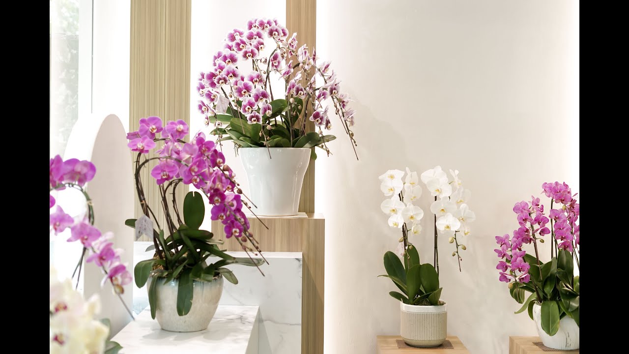 Grand Re-Opening Von Florist Surabaya