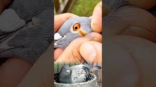 Pigeon Botfly Remove