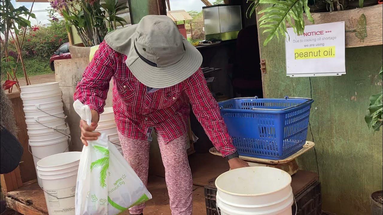 Catfish and tilapia Farm Honolulu Hawaii YouTube