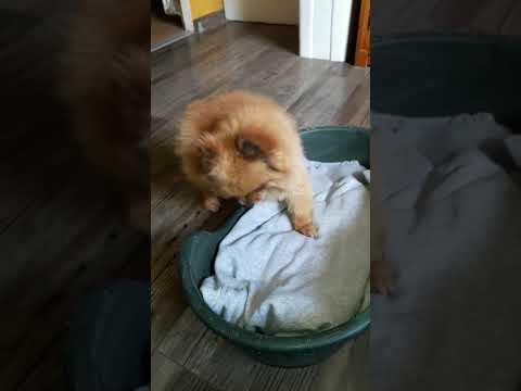 Présentation du panier avec une chienne sensible en méthode respectueuse (vidéo 1)