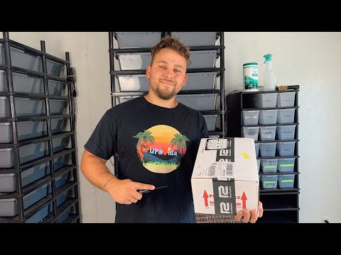 Ball Python Unboxing! (NEW genetics)