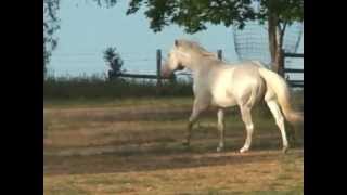 Details Appaloosa / Sportaloosa stallion at stud in South Australia - Cayuse Skip 'O The Moon News