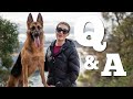 A day in the life of a German Shepherd | Questions about German Shepherds