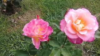 Mis Rosas en el mes  Abril 2018