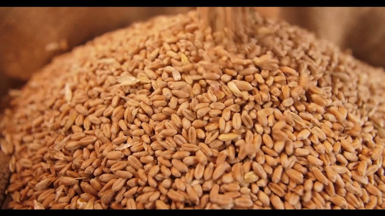 Ensuring Food Safety: How FCI Uses Moisture Meters for Secure Storage 🌾 || Food Corporation of India