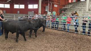 Illinois 4-H 2025 Performance Angus Bulls 4 H Cattle Judging Example 4 Performance Angus Bulls