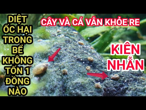 Video Diệt Ốc Hại Trong Hồ Cá Hồ Thủy Sinh Không Tốn 1 Đồng... - youtube