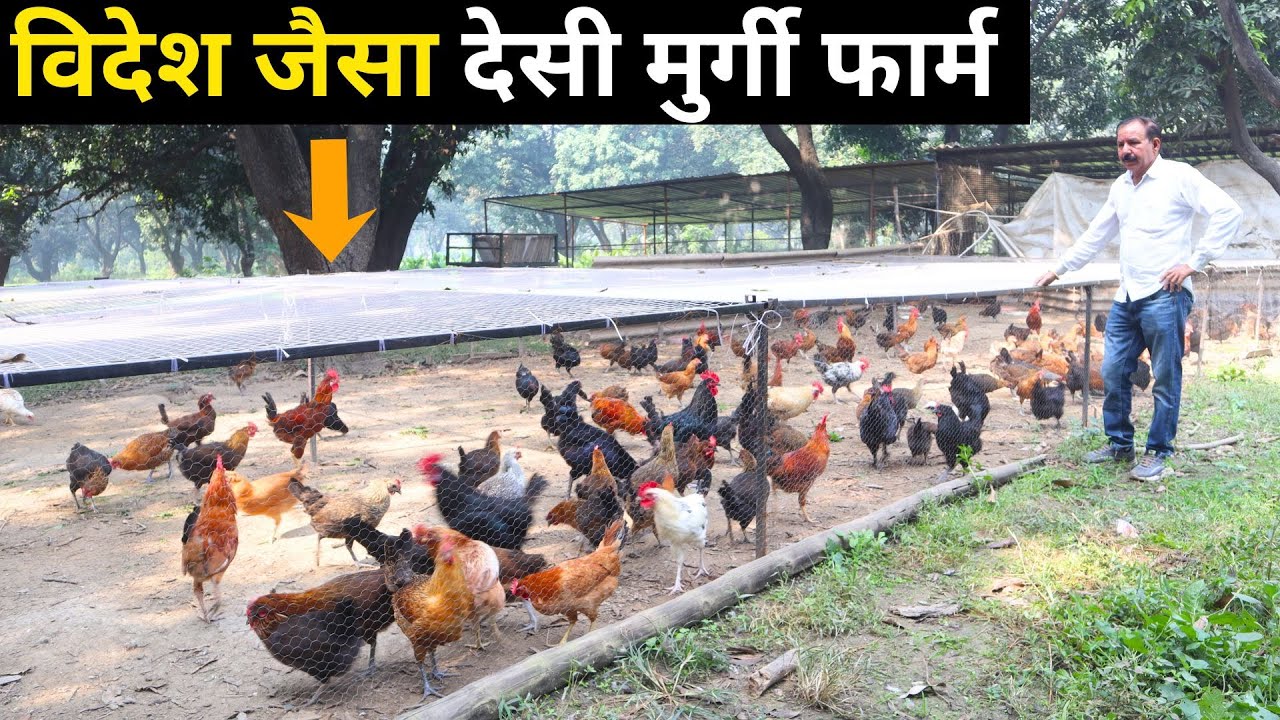 अनोखी techniq से कर रहे कर रहे देसी मर्ग पालन II poultry Farming II Desi Murga II Poultry Farmer