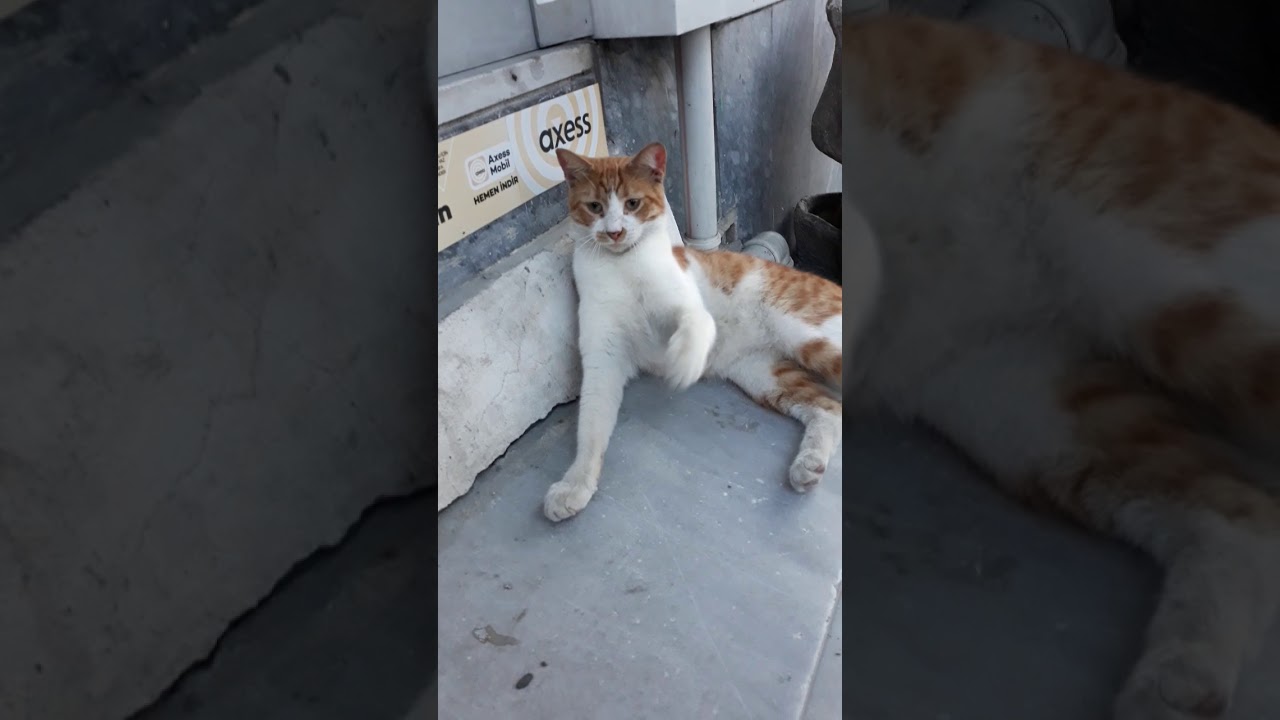 Oyun Oynayan sevimli kedi😂 (cute street cat playing game )😻😹 YouTube