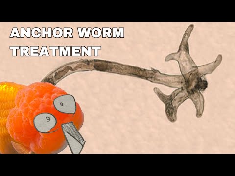 Curated visual reference: Gallery Detail: How To Treat Goldfish Anchor Worm