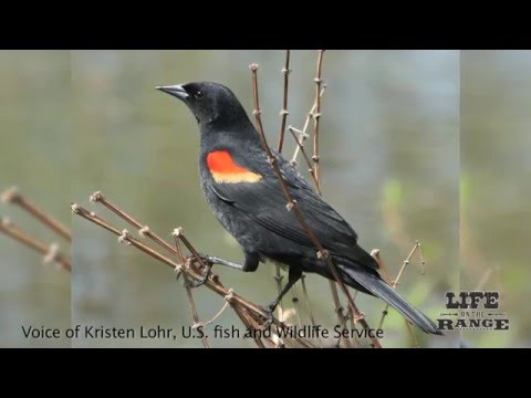 Owyhee County Ranchers create wetlands for wildlife, livestock teaser