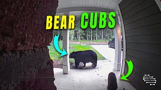 Two Bear Cubs Playfully Wrestling by House’s Front Door