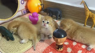 3 cute baby kittens learning to crawl and playing toys with each other by BoBo & BunBun 664 views 1 year ago 2 minutes, 29 seconds