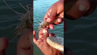 how to rig live shrimp..  #shorts