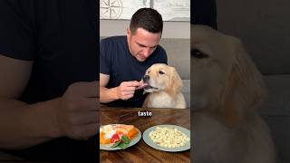Taste Test: dog food vs the real ingredients spotandtangopartner